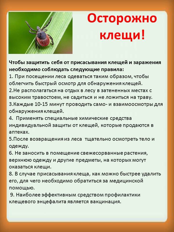 pamyatka ostorozhno kleshchi